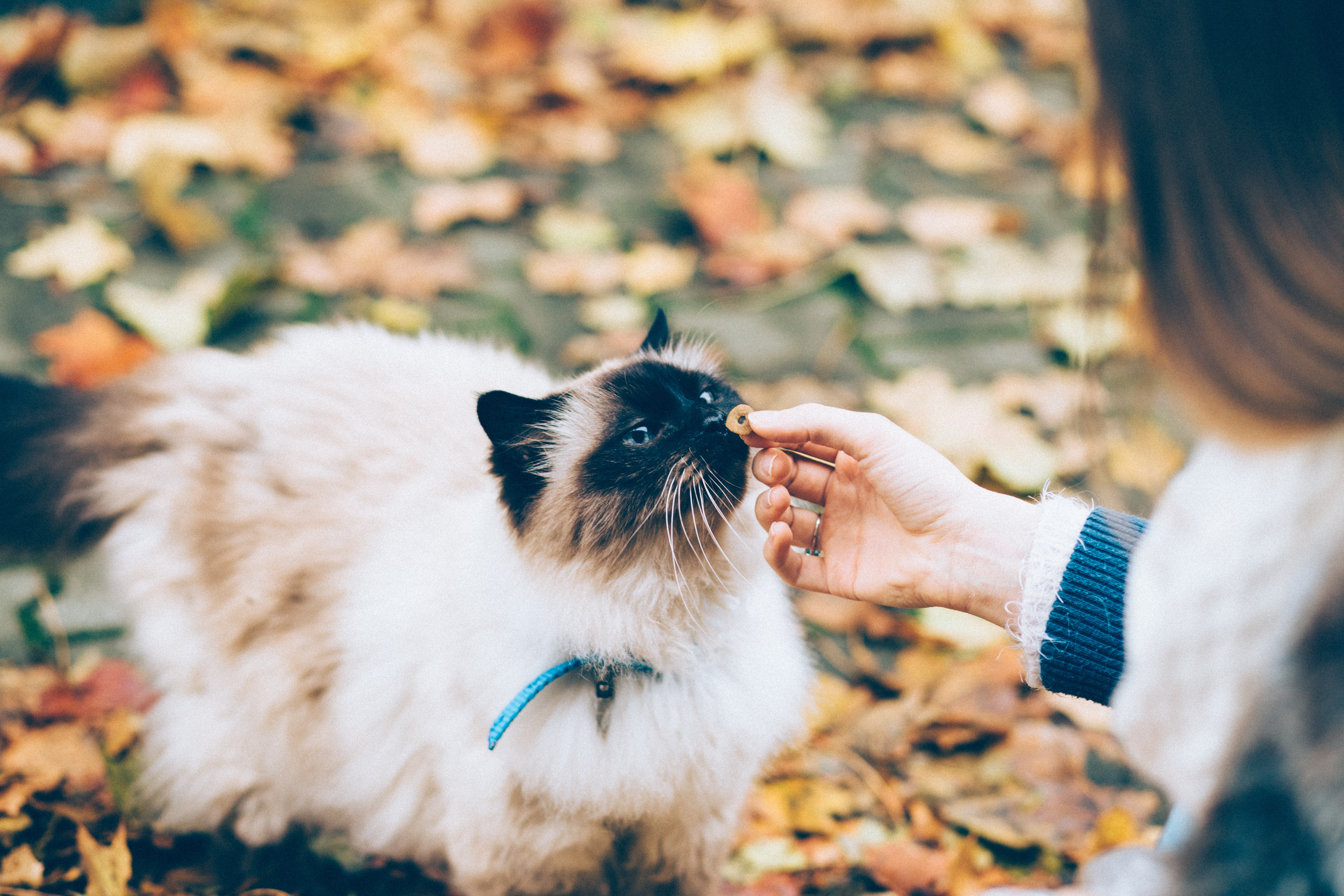 Cat eating CBD treat