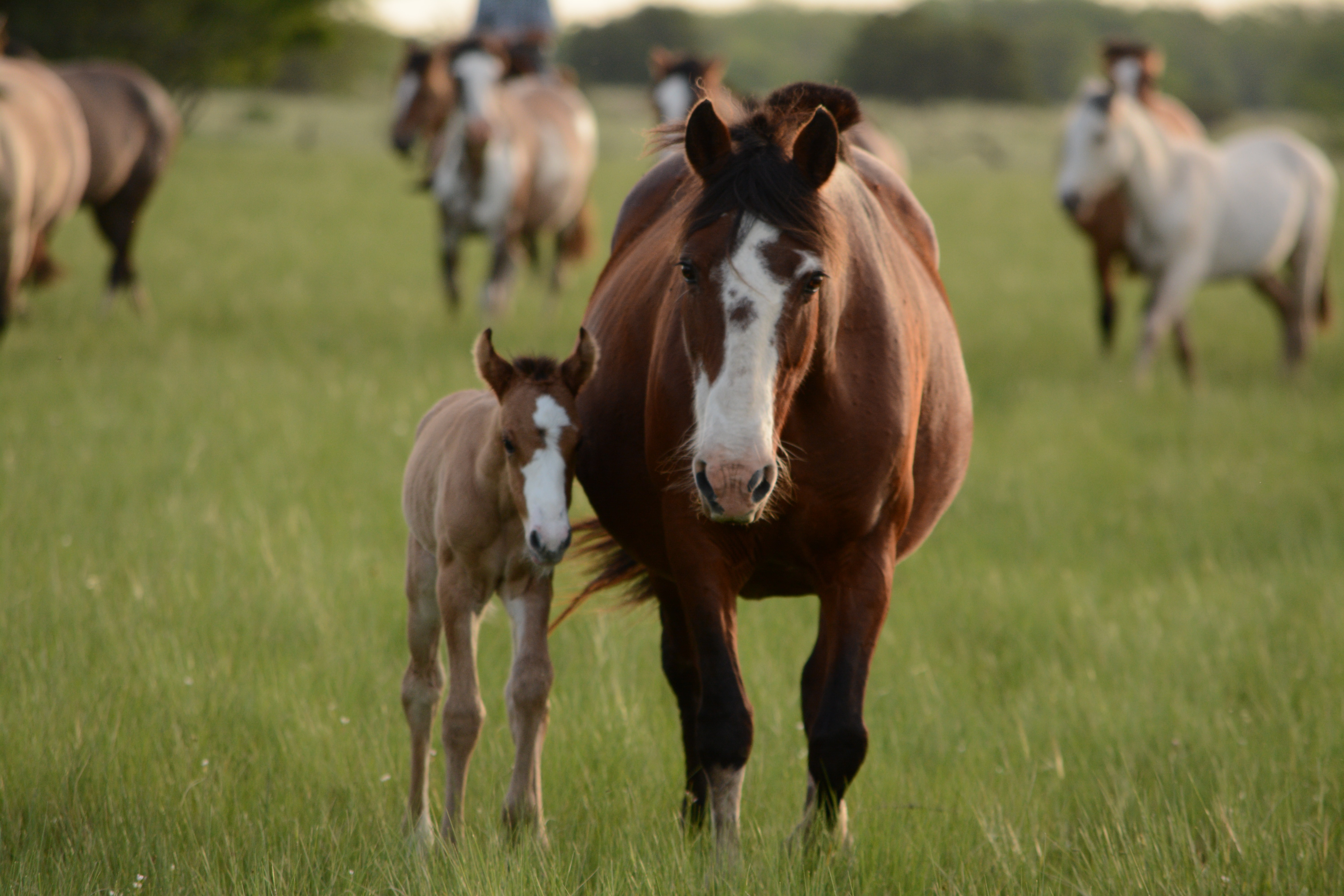 CBD-oil-and-horses