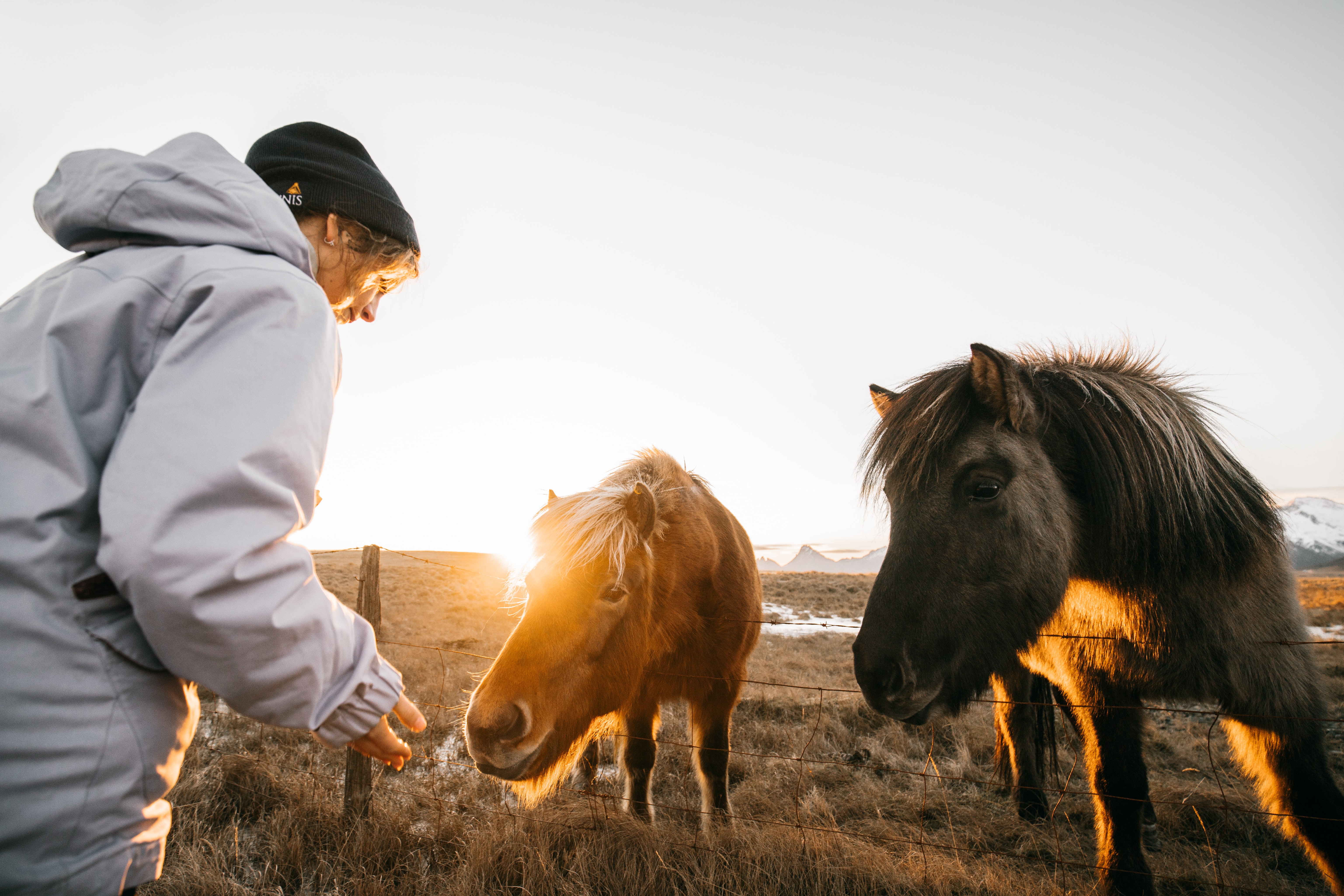 Benefits-of-CBD-oil-for-horses