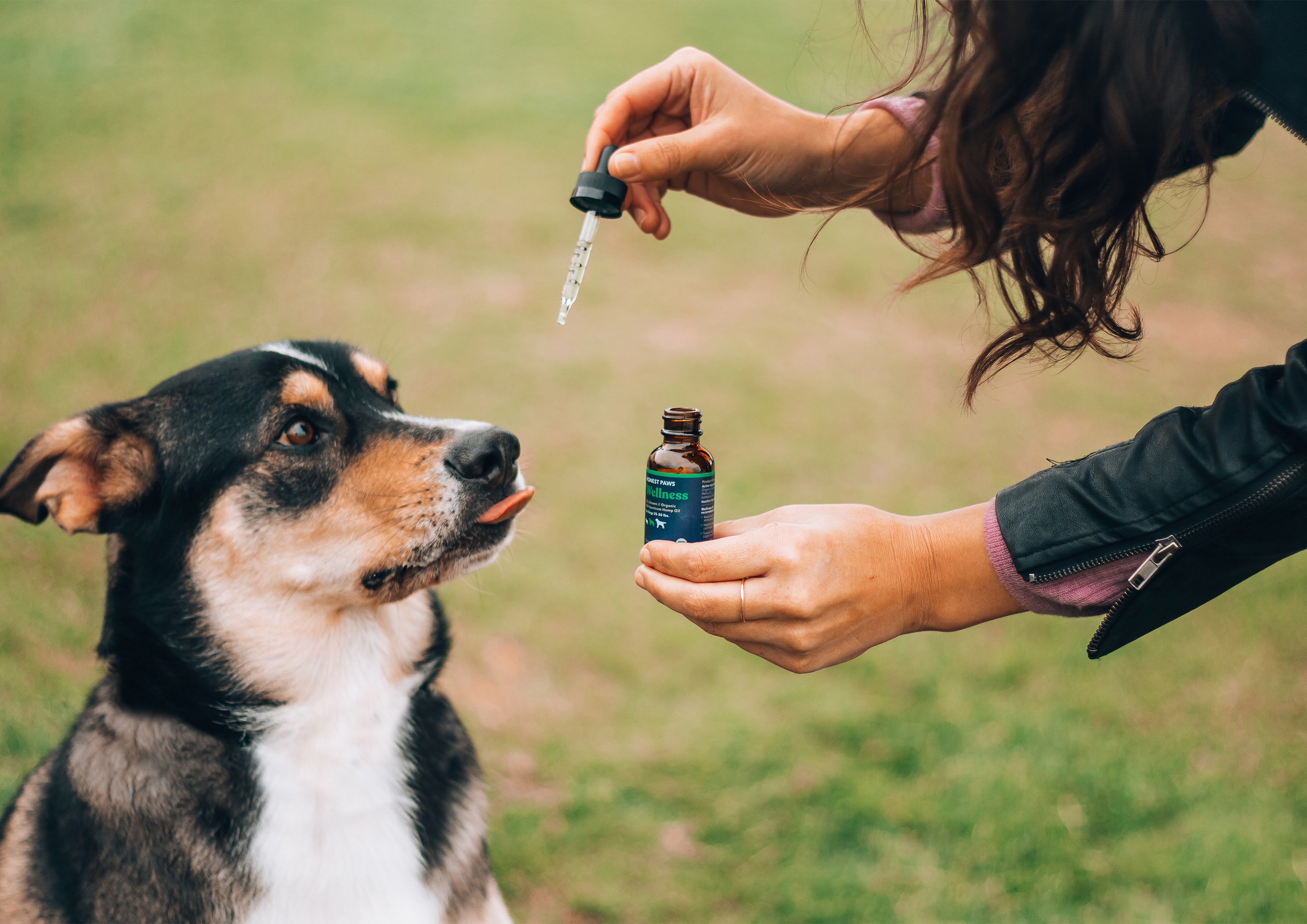 Dog taking CBD oil from owner 