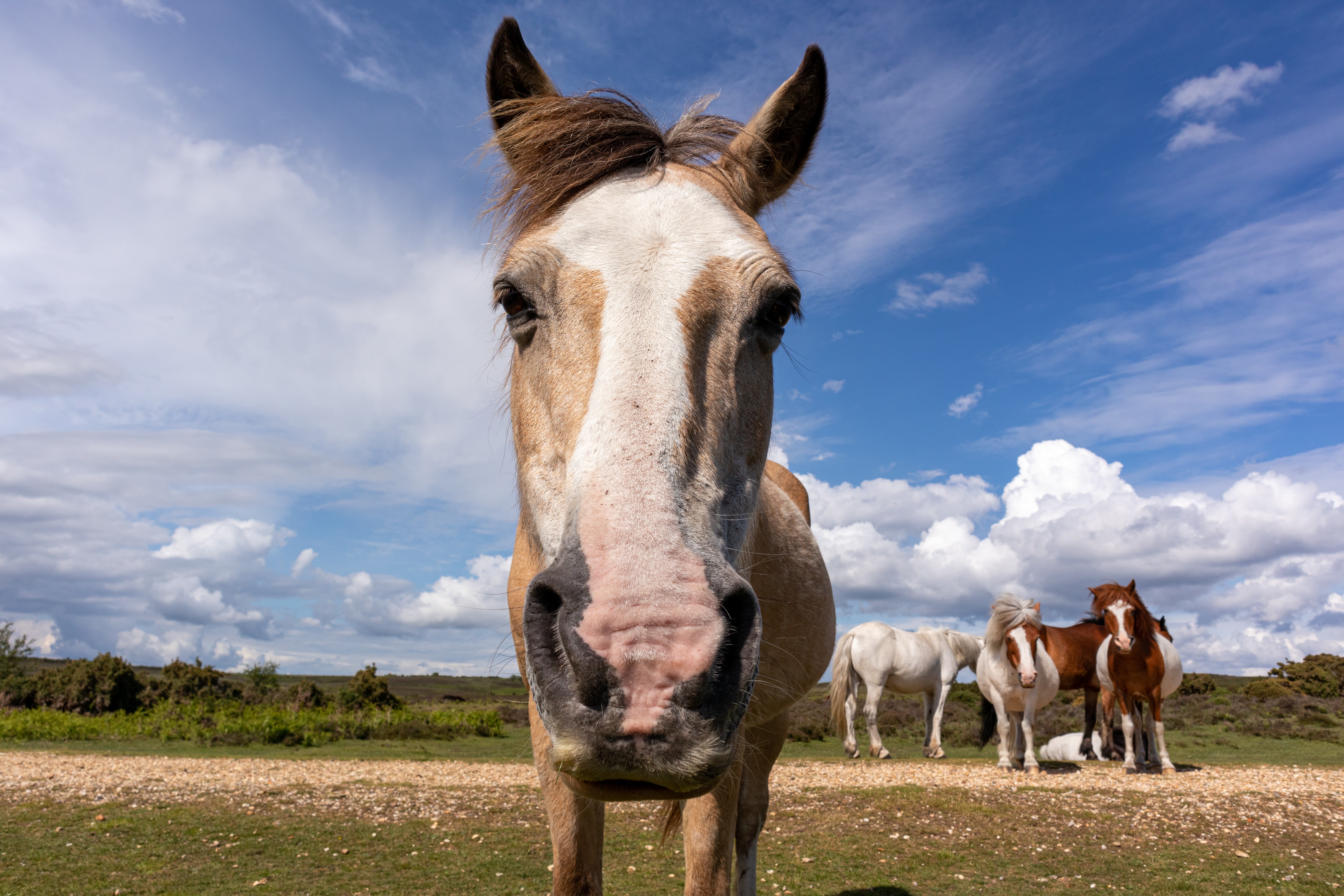 CBD-oil-for-horses