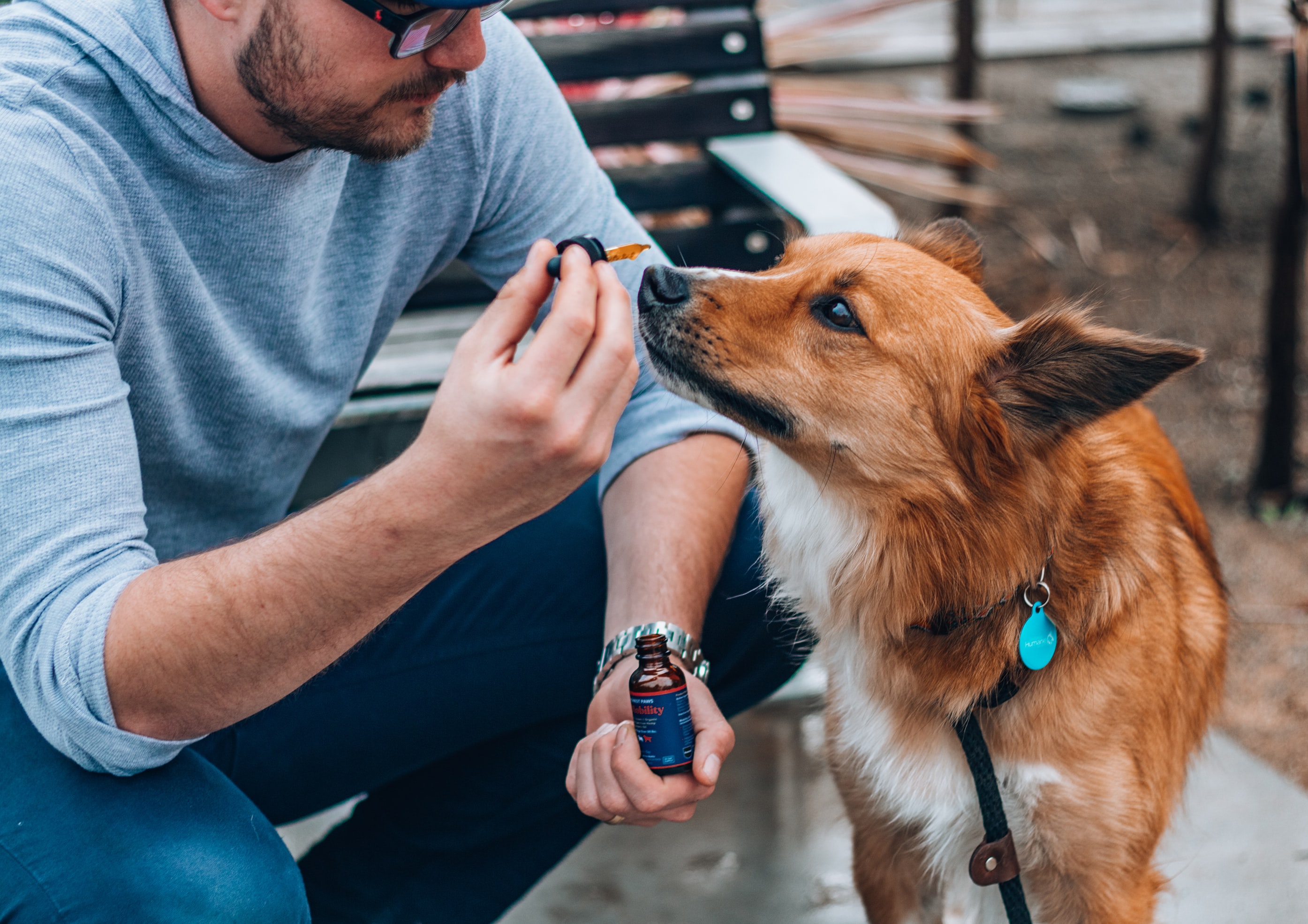 Owner giving CBD oil to dog