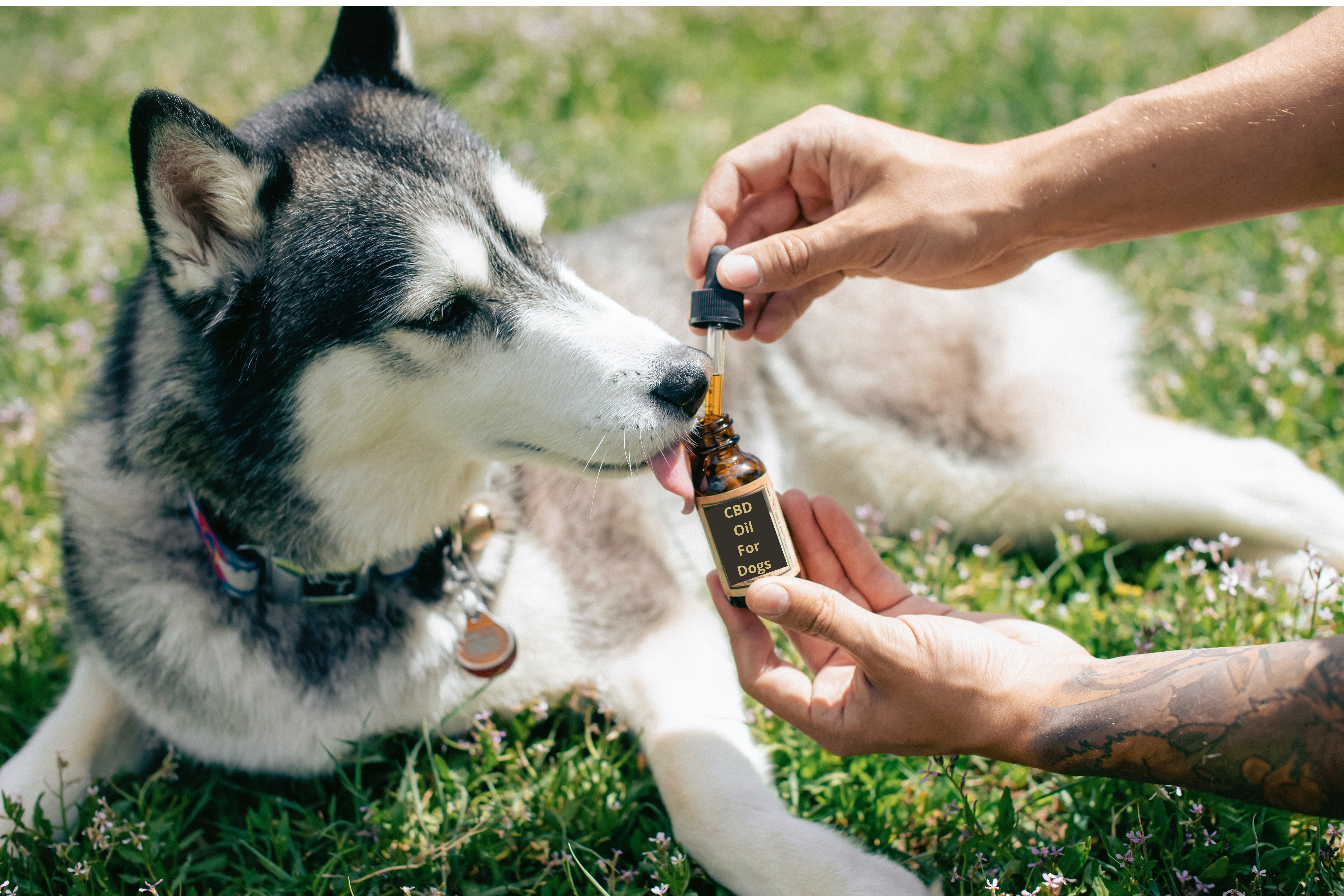 CBD-oil-for-dogs-dosage