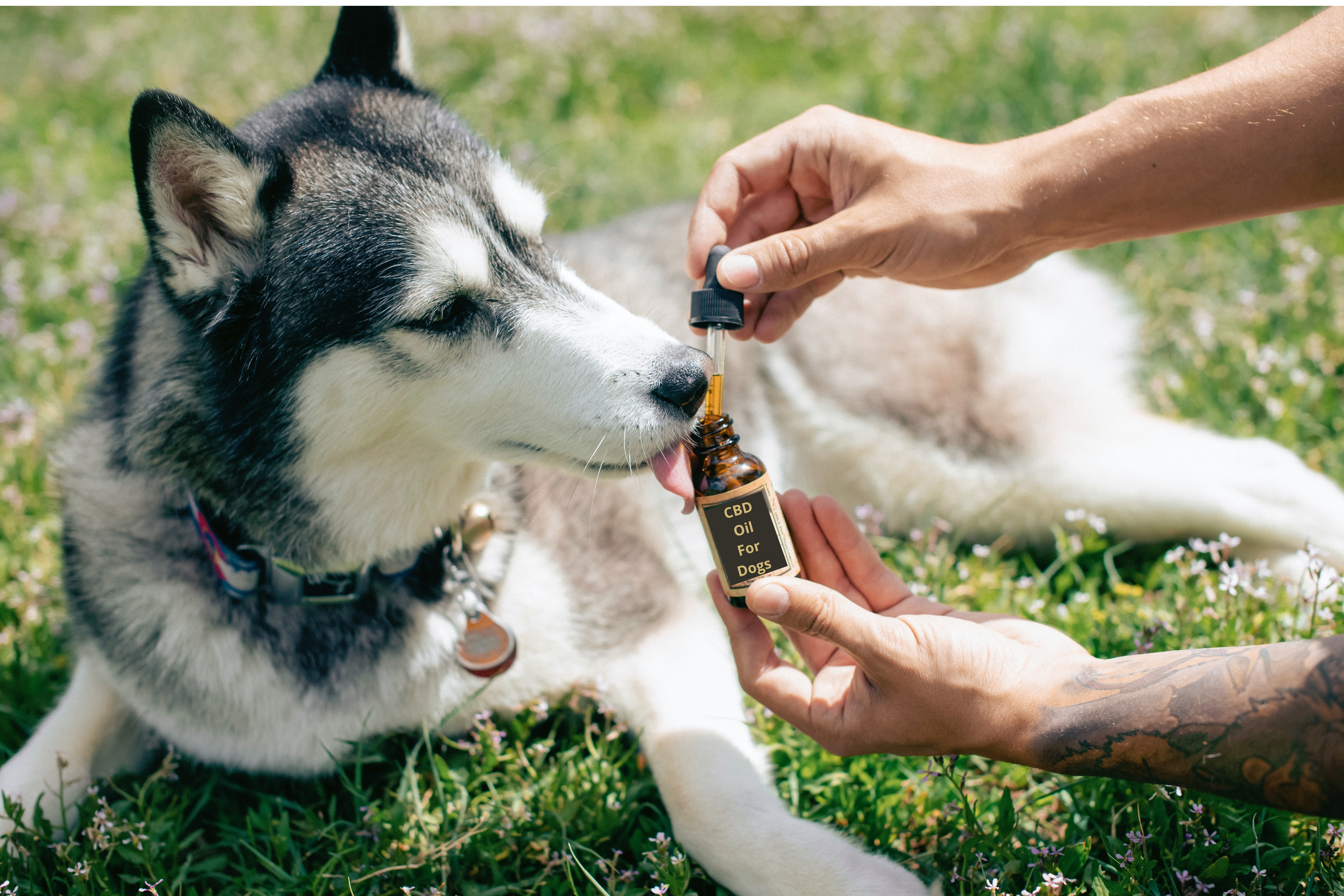 Husky licking CBD tincture 