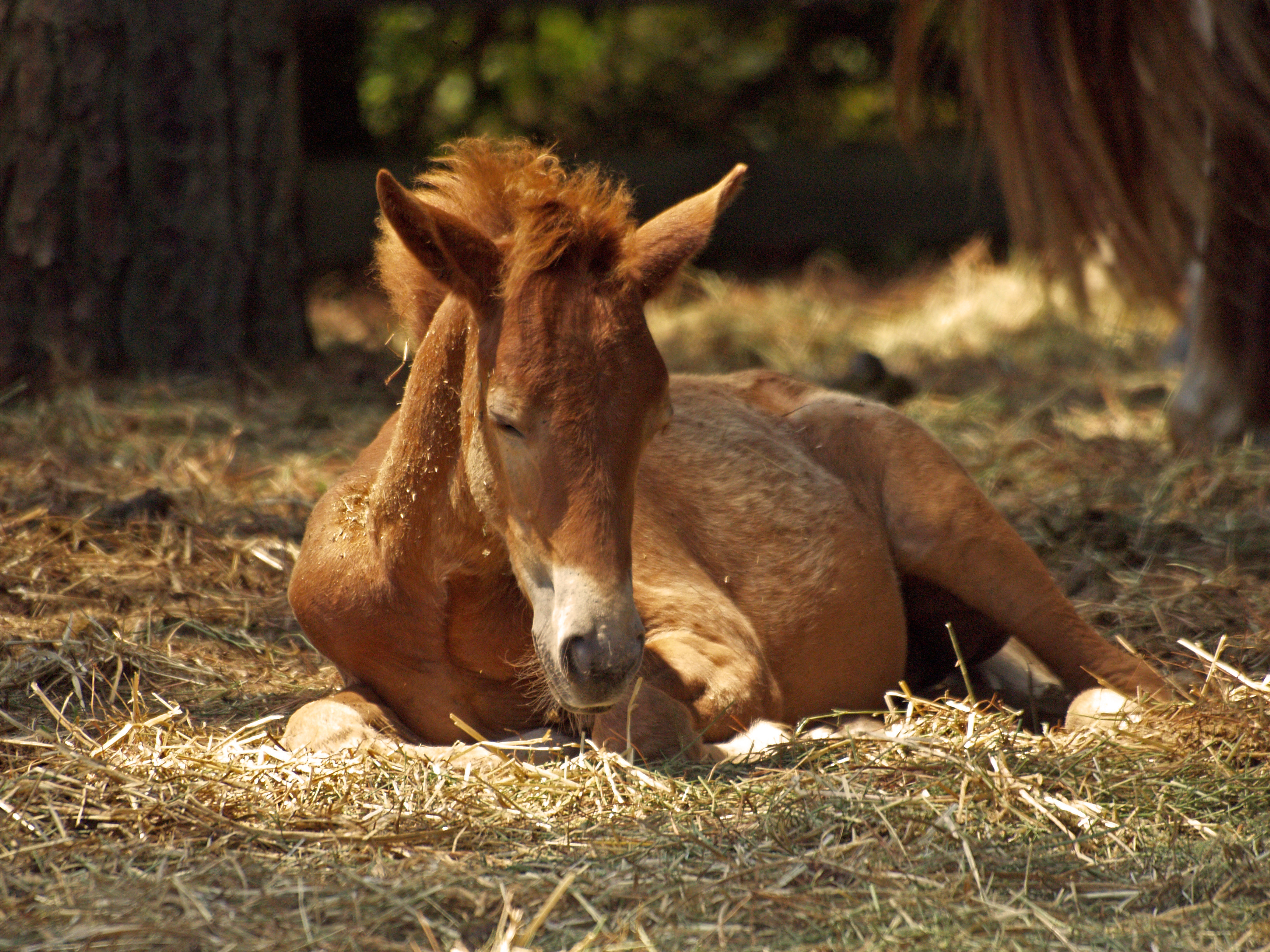 CBD-side-effects-in-horses