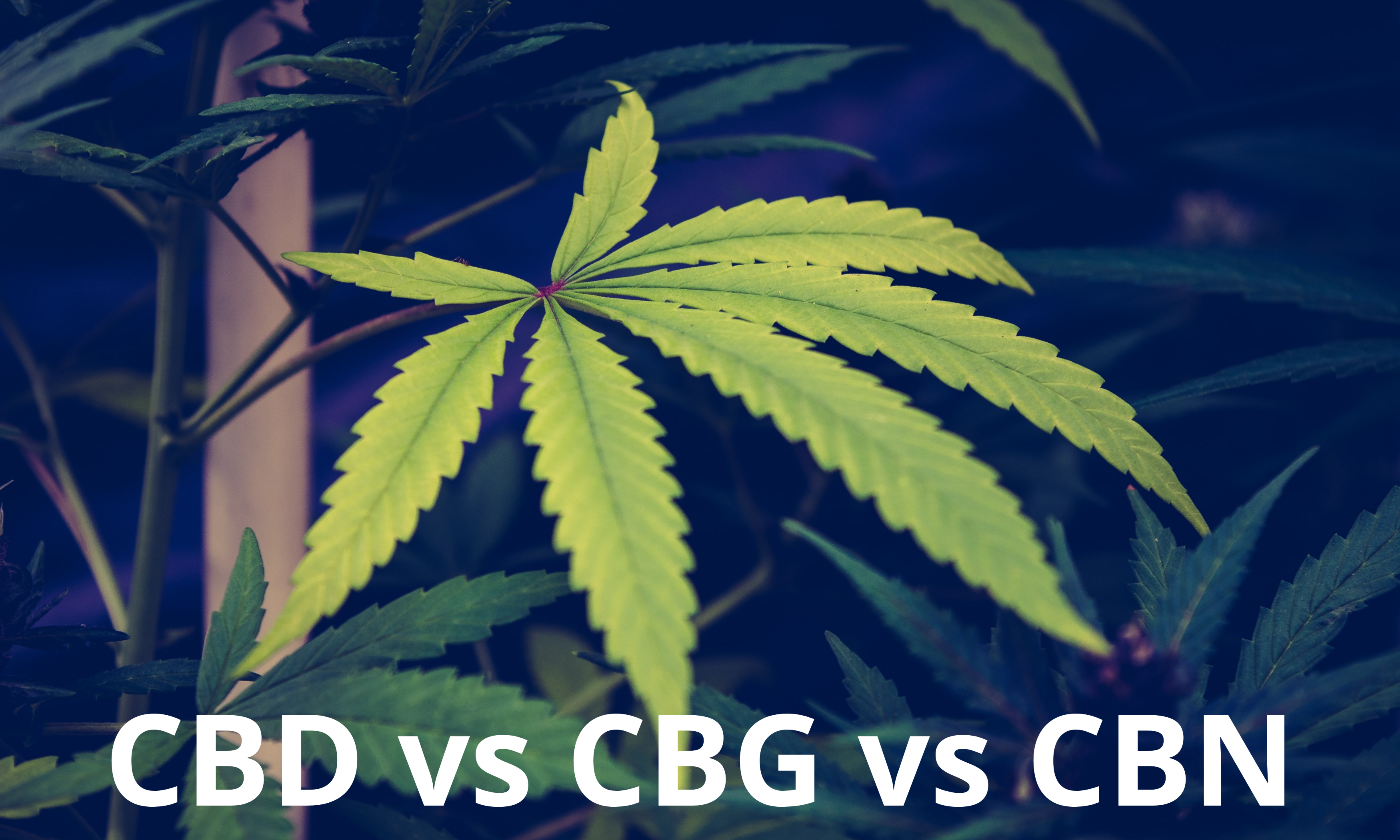 CBD-CBG-CBN-Differences