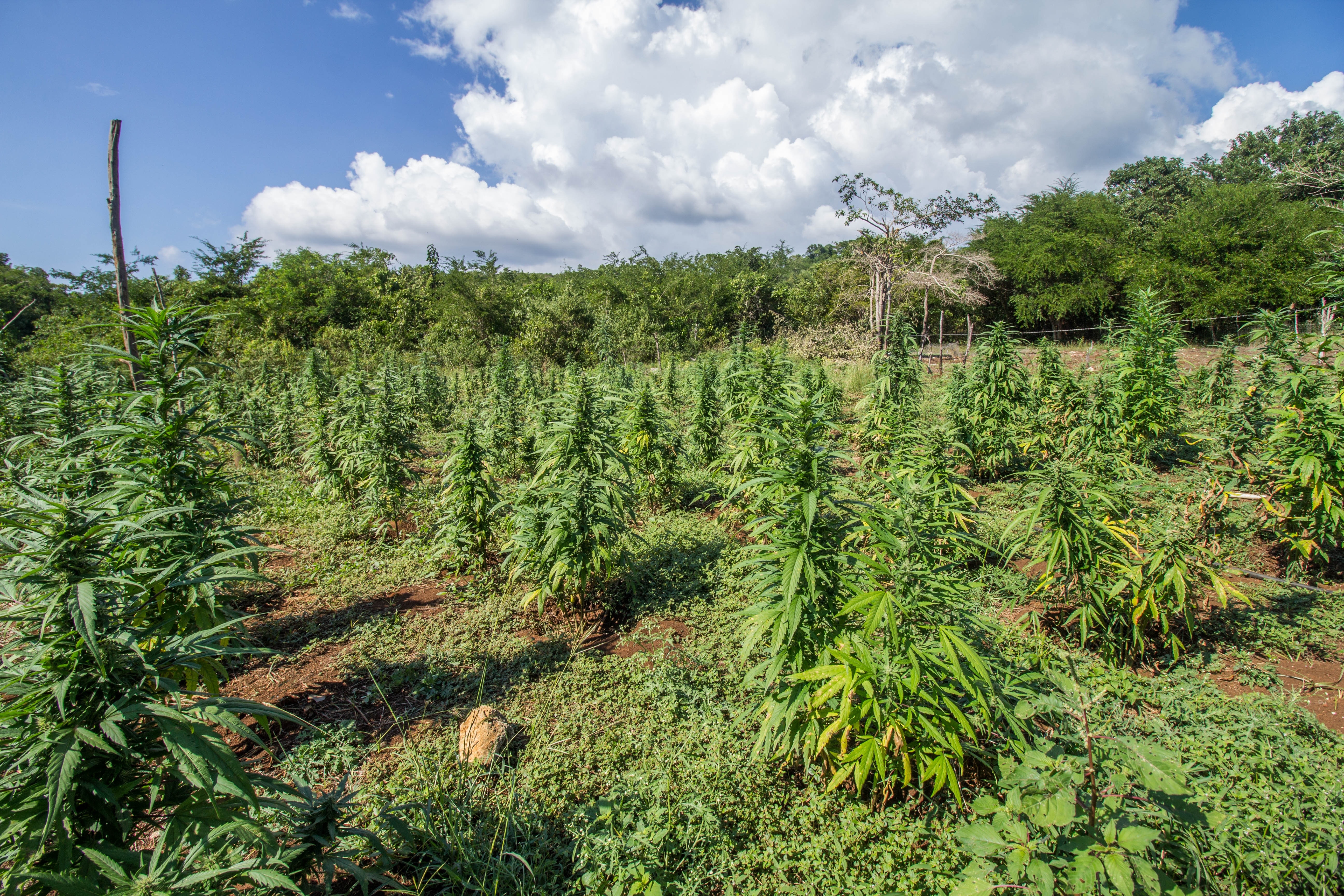 hemp growing