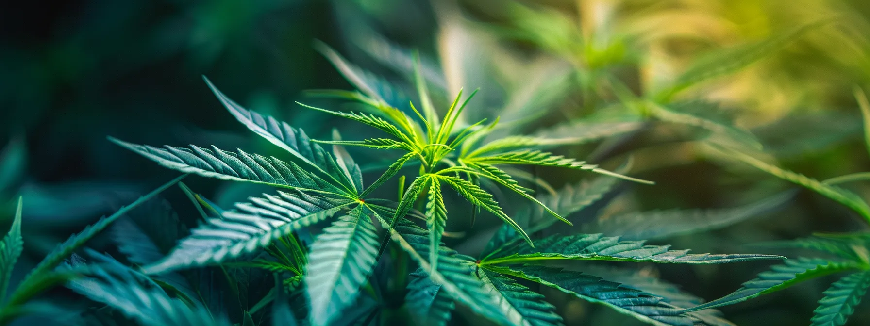 Tips for Setting Up Grow Lights in Your Cannabis Tent