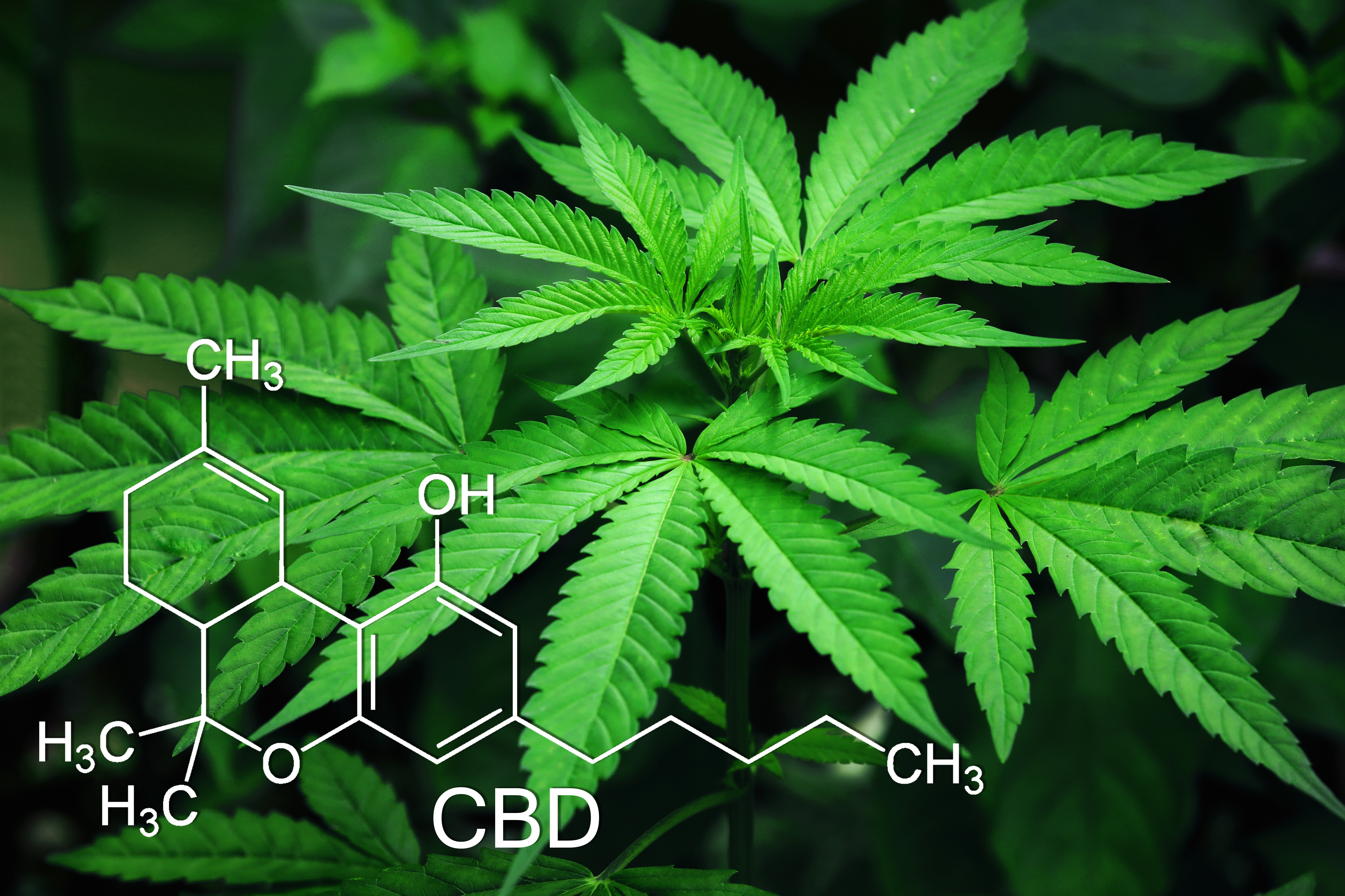 Chemical structure of CBD