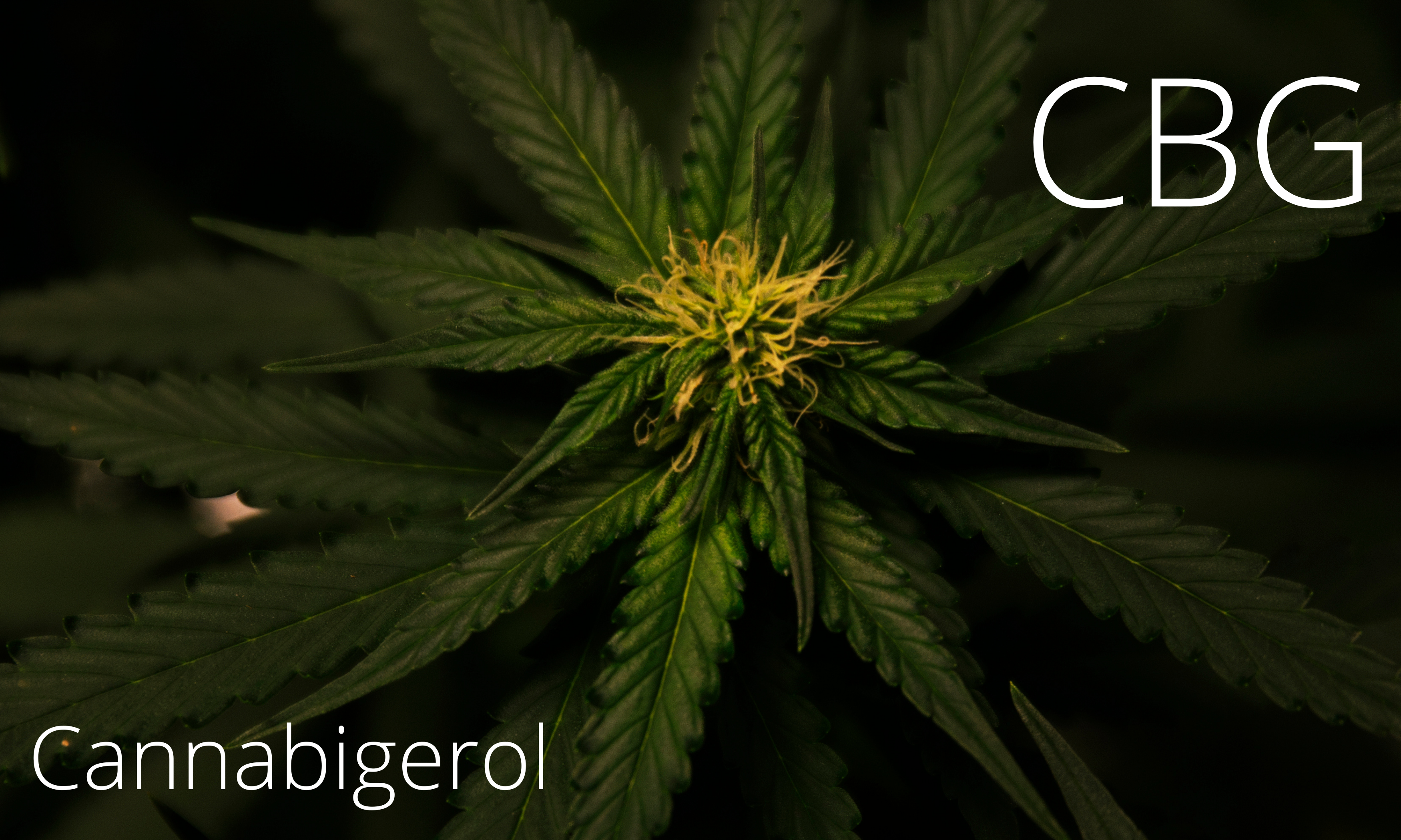CBG-defined